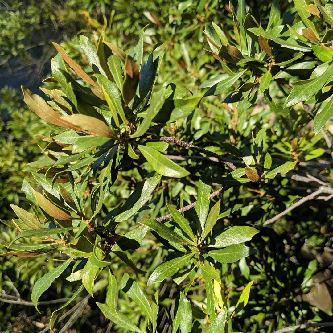 Morella cerifera ~ Wax Myrtle-ServeScape