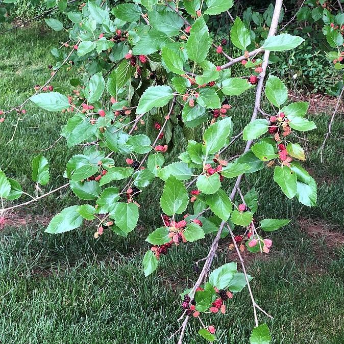 Morus rubra ~ Red Mulberry-ServeScape