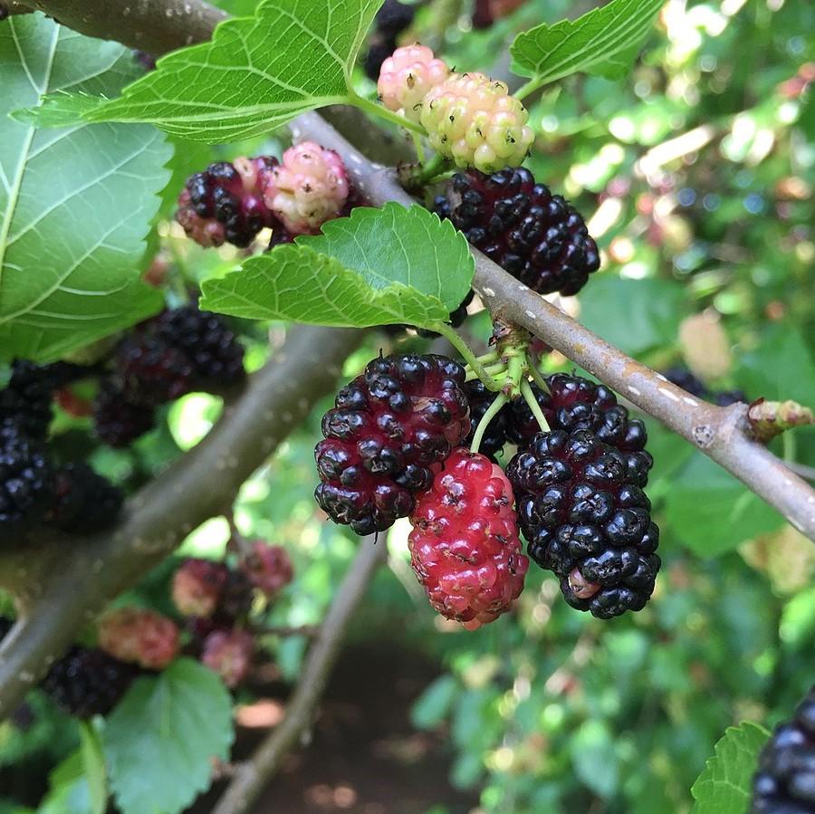 Morus rubra ~ Red Mulberry-ServeScape