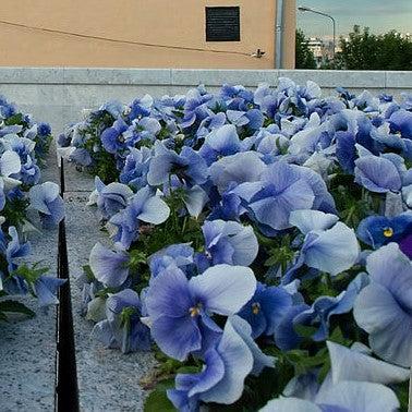 Viola x wittrockiana 'Inspire Plus Light Blue' ~ Inspire® Plus Light Blue Pansy-ServeScape