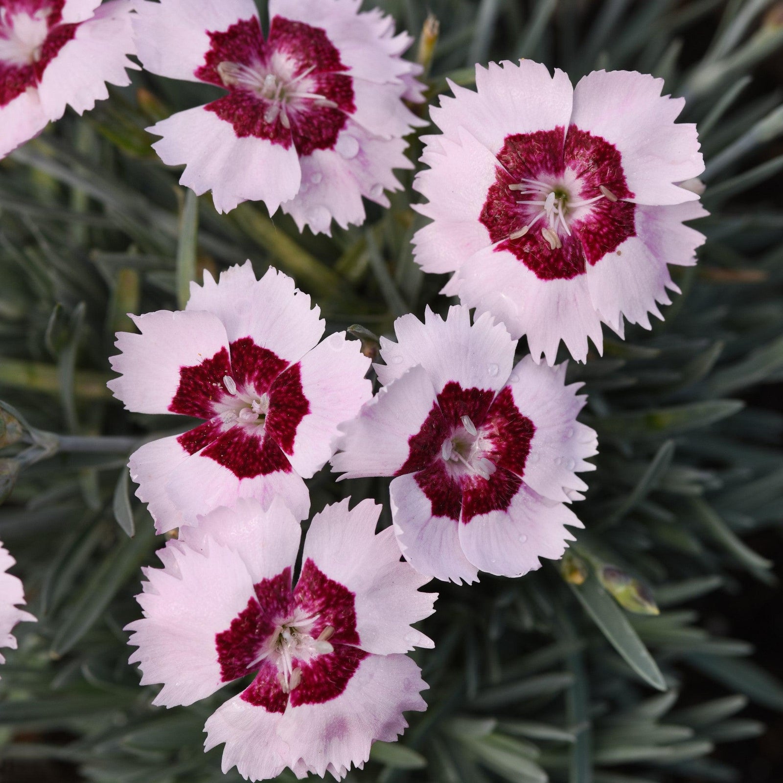 Dianthus 'KonD1400K6' ~ Mountain Frost™ Ruby Snow Dianthus-ServeScape