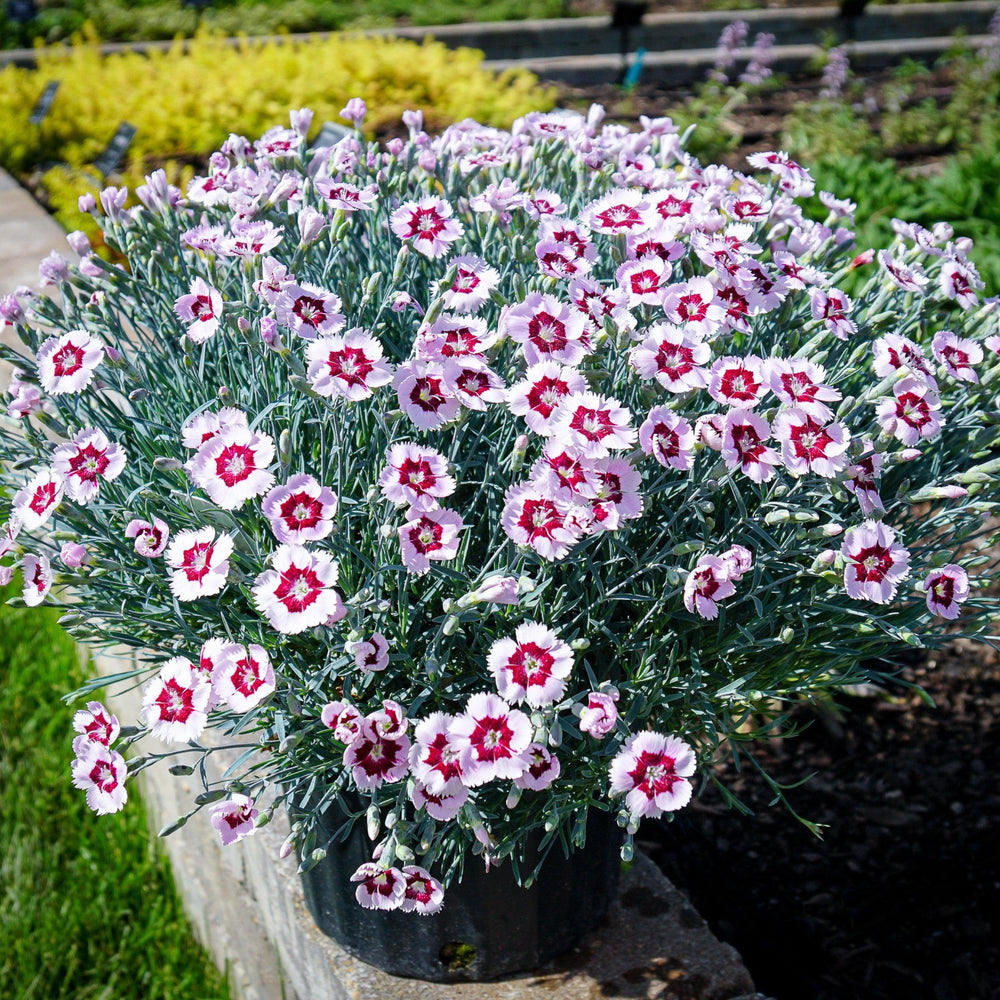 Dianthus 'KonD1400K6' ~ Mountain Frost™ Ruby Snow Dianthus-ServeScape