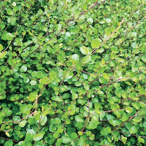 Muehlenbeckia axillaris ~ Creeping Wire Vine-ServeScape