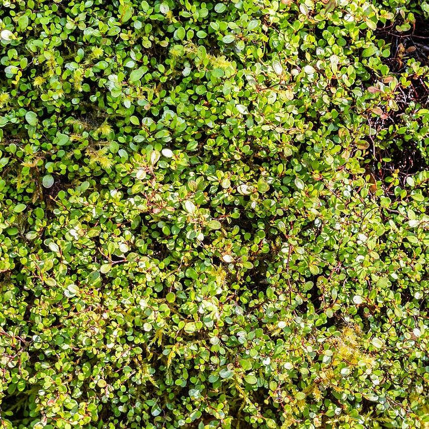 Muelenbeckia axillaris 'Nana ~ Little Leaf Creeping Wire Vine-ServeScape