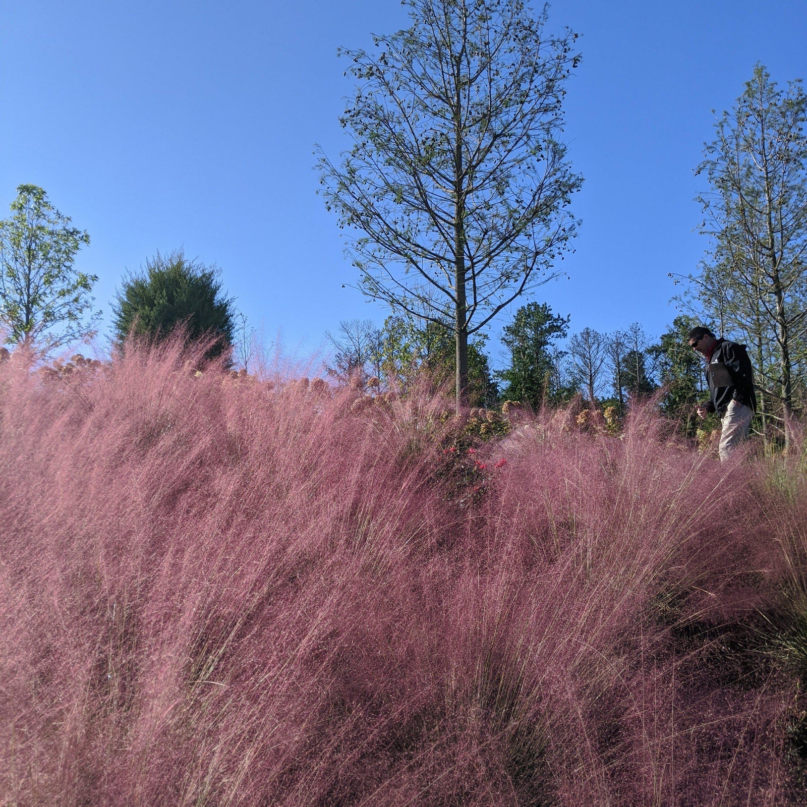 Muhlenbergia capillaris ~ Pink Muhly Grass-ServeScape