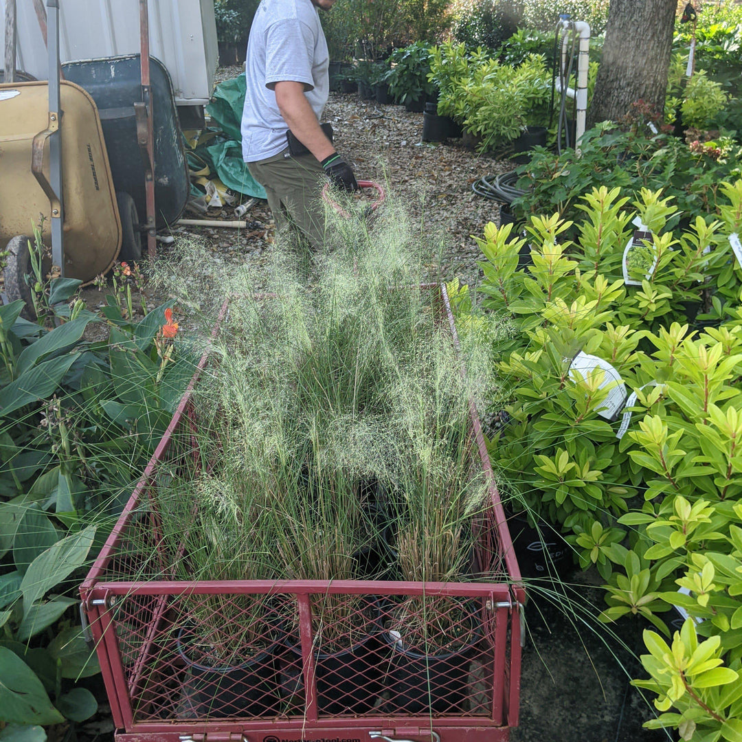 Muhlenbergia capillaris 'White Cloud' ~ White Cloud Muhly Grass-ServeScape