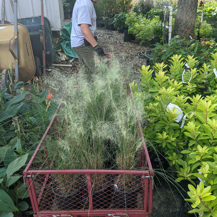 Muhlenbergia capillaris 'White Cloud' ~ White Cloud Muhly Grass-ServeScape