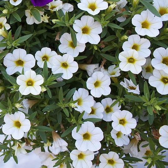 Calibrachoa 'Wecacaliwe' ~ Calitastic® White Calibrachoa-ServeScape