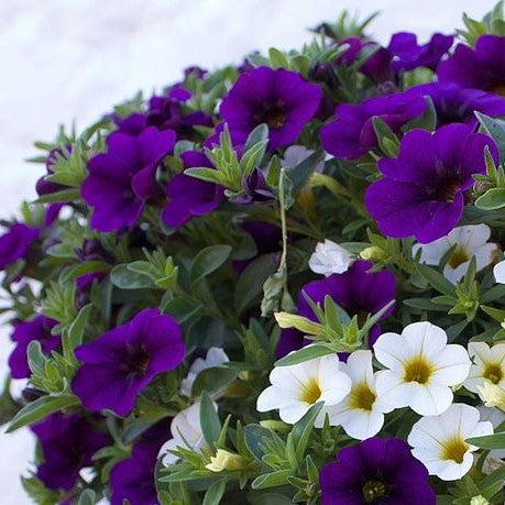 Calibrachoa 'Calitastic Violaceous' ~ Calitastic® Violaceous Calibrachoa-ServeScape