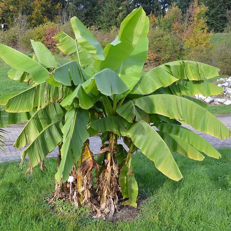 Musa basjoo ~ Hardy Banana-ServeScape