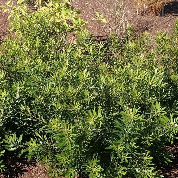 Myrica cerifera 'Don's Dwarf' ~ Don's Dwarf Wax Myrtle-ServeScape