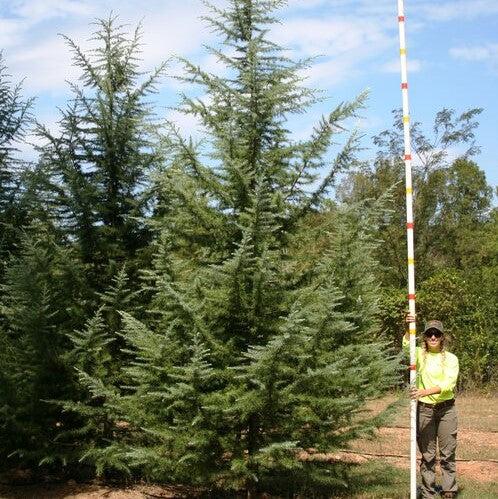 Cedrus deodara 'CDMTF1' ~ Mystic Ice® Deodar Cedar-ServeScape