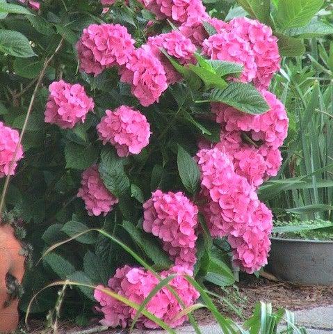 Hydrangea macrophylla 'After Midnight' ~ After Midnight Hydrangea-ServeScape