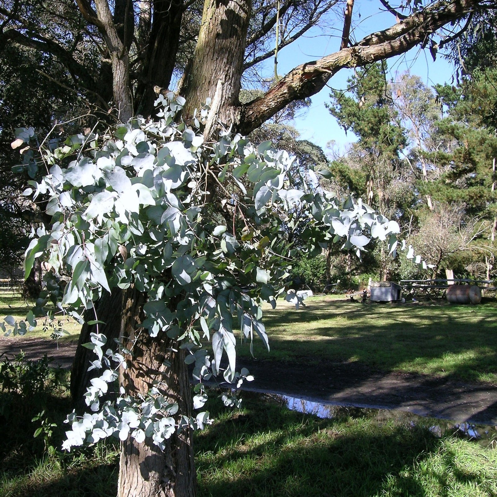 Eucalyptus nova-anglica 'Maggie' ~ Maggie New England Peppermint Eucalyptus-ServeScape