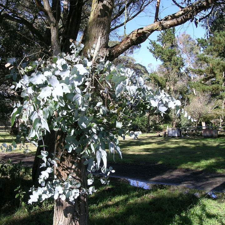Eucalyptus nova-anglica 'Maggie' ~ Maggie New England Peppermint Eucalyptus-ServeScape