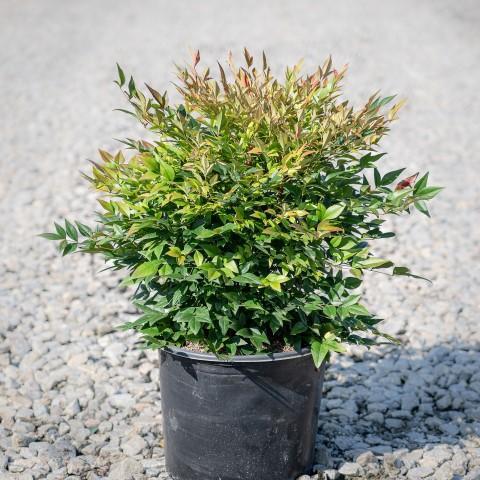Nandina domestica 'Gulf Stream' ~ Gulf Stream Heavenly Bamboo-ServeScape