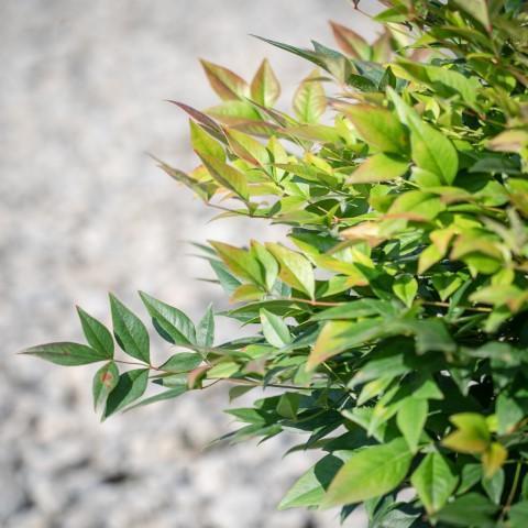 Nandina domestica 'Gulf Stream' ~ Gulf Stream Heavenly Bamboo-ServeScape