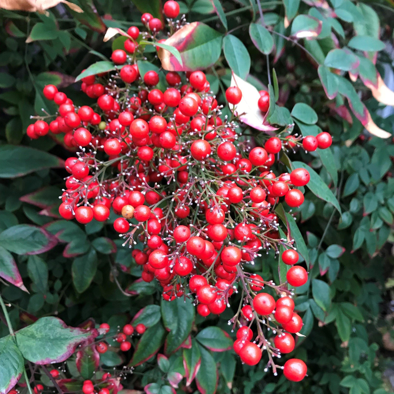 Nandina domestica 'Jaytee' ~ Harbor Belle™ Heavenly Bamboo - Delivered By ServeScape