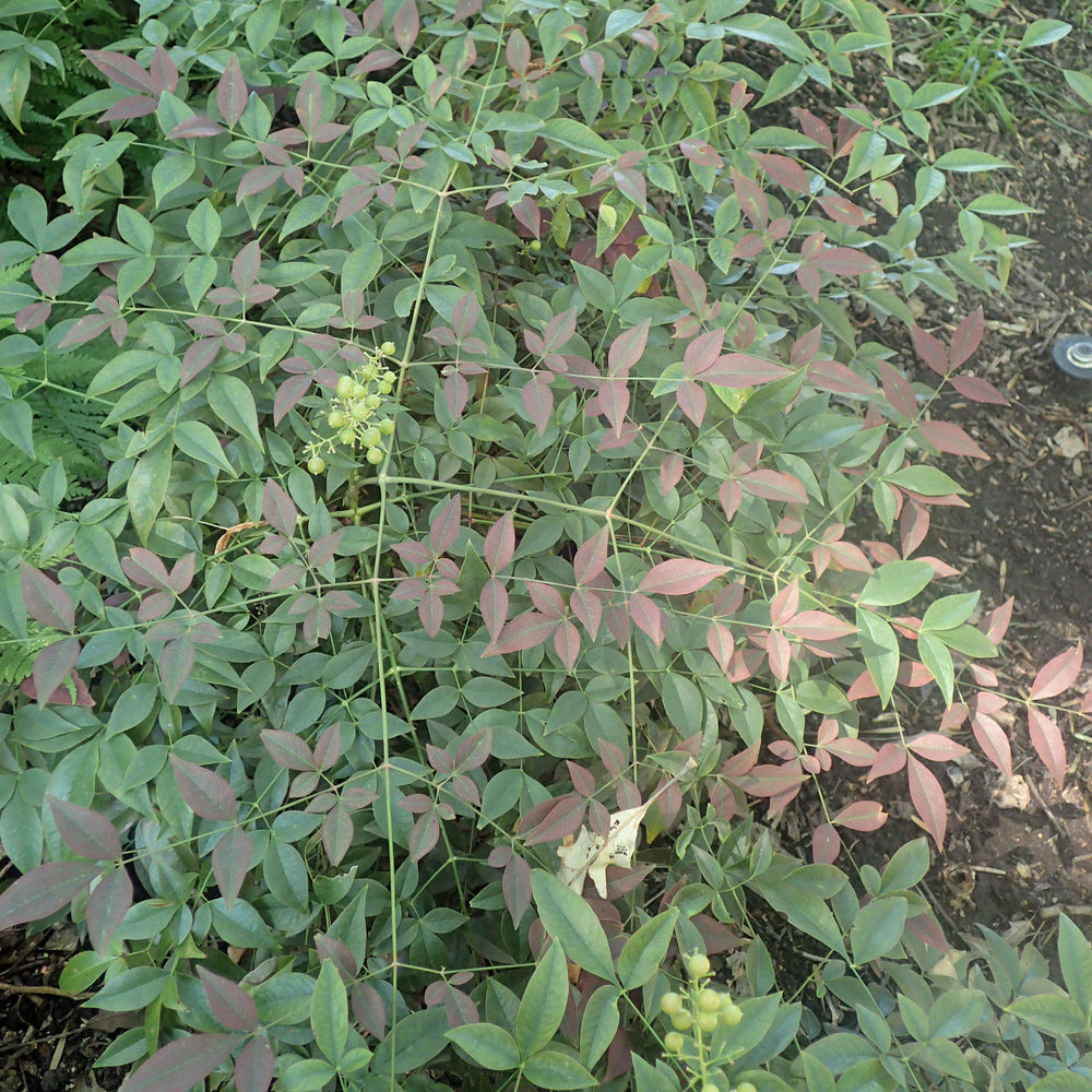 Nandina domestica 'Murasaki' PP21391 ~ Flirt™ Heavenly Bamboo - Delivered By ServeScape