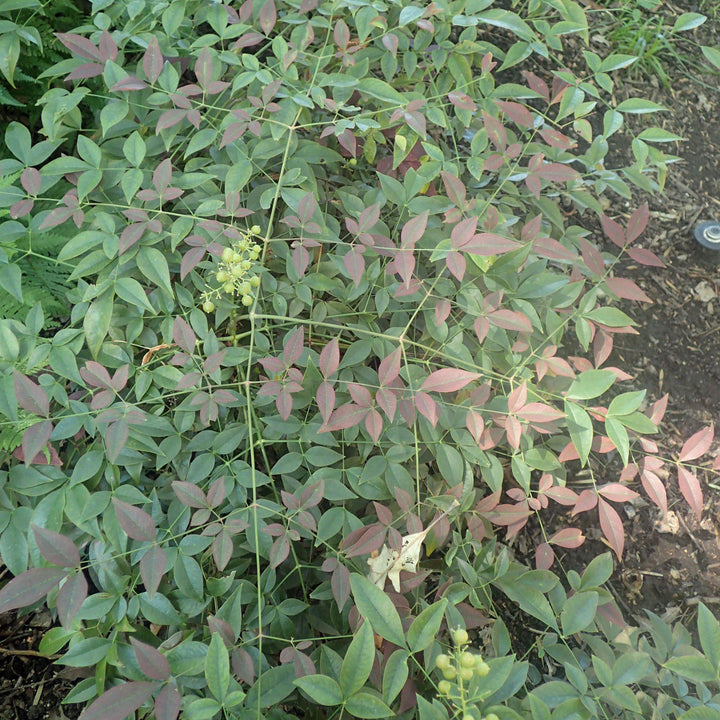 Nandina domestica 'Murasaki' PP21391 ~ Flirt™ Heavenly Bamboo - Delivered By ServeScape