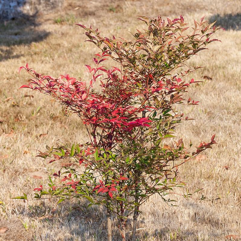 Nandina domestica ‘Seika’ PP21891 ~Obssesion™ Heavenly Bamboo-ServeScape