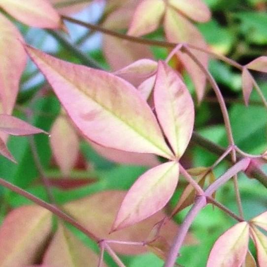 Nandina domestica 'Twilight' ~ Twilight Heavenly Bamboo-ServeScape