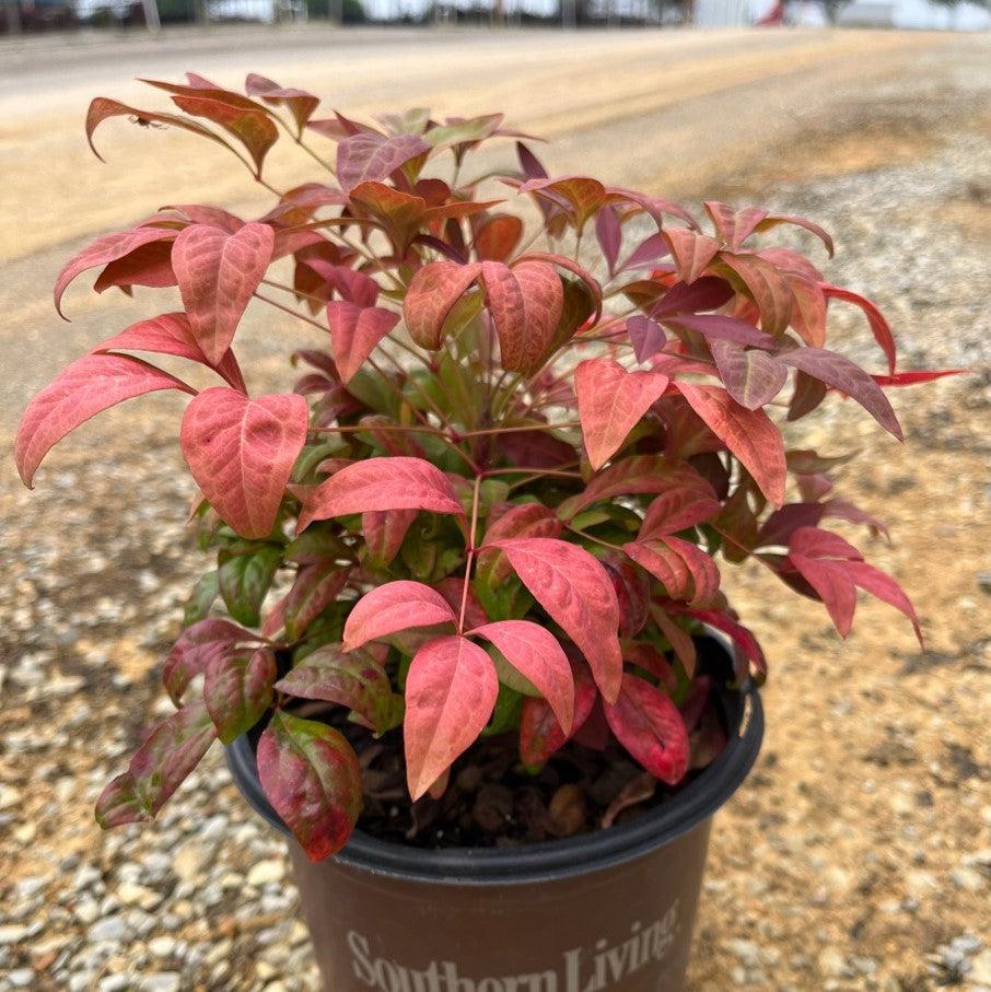 Nandina domestica 'AKA' PP19,916 ~ Blush Pink™ Heavenly Bamboo-ServeScape