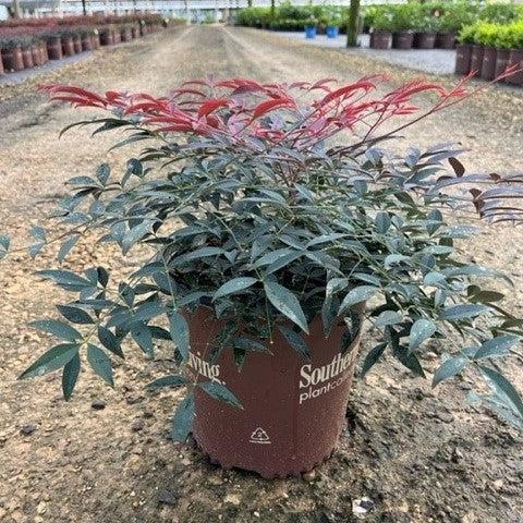 Nandina domestica 'Murasaki' PP21391 ~ Flirt™ Heavenly Bamboo-ServeScape