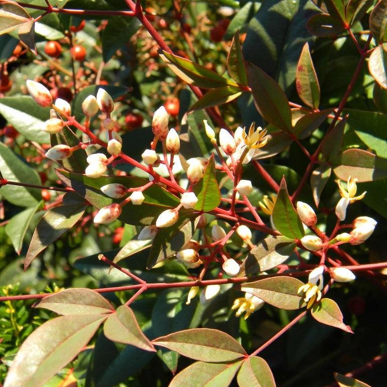 Nandina domestica 'Harbor Dwarf' ~ Harbor Dwarf Heavenly Bamboo-ServeScape