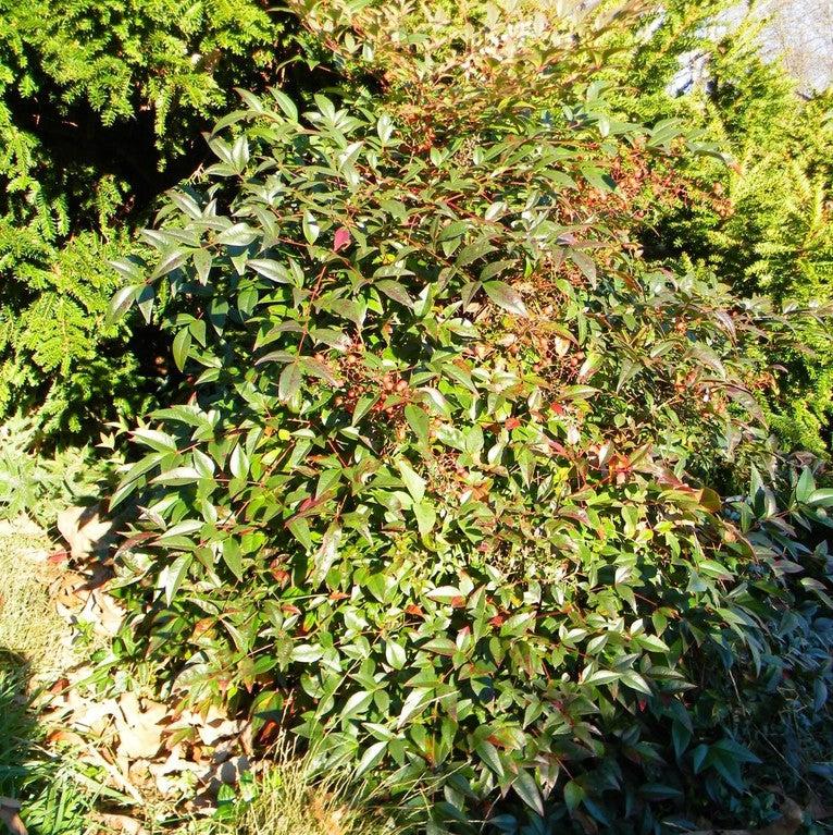 Nandina domestica 'Harbor Dwarf' ~ Harbor Dwarf Heavenly Bamboo-ServeScape