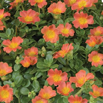 Portulaca oleracea 'Nano Pazzaz Orange' ~ Nano Pazzaz™ Orange Purslane-ServeScape