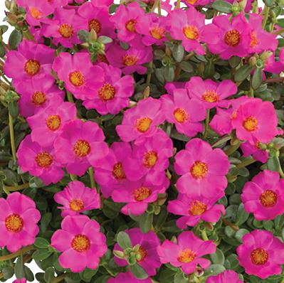 Portulaca oleracea 'Nano Pazzaz Purple' ~ Nano Pazzaz™ Purple Purslane-ServeScape