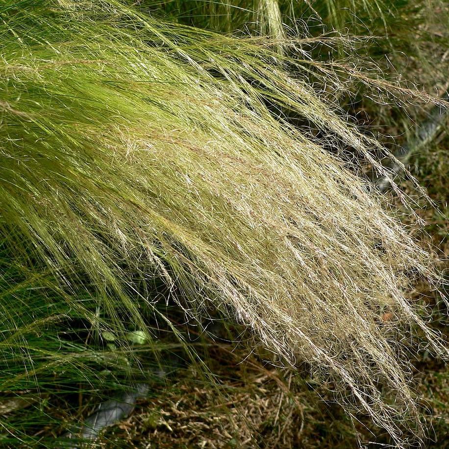 Nassella tenuissima ~ Mexican Feather Grass-ServeScape