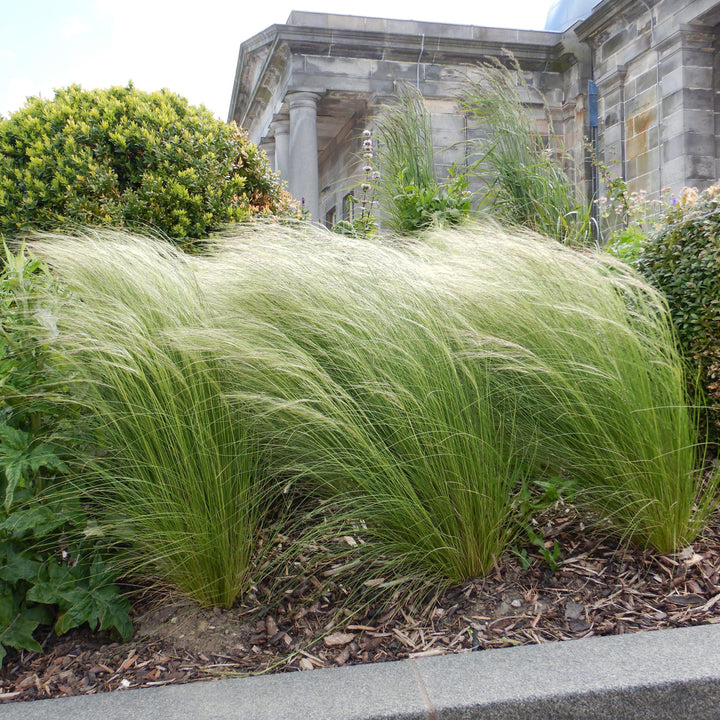 Nassella tenuissima ~ Mexican Feather Grass-ServeScape