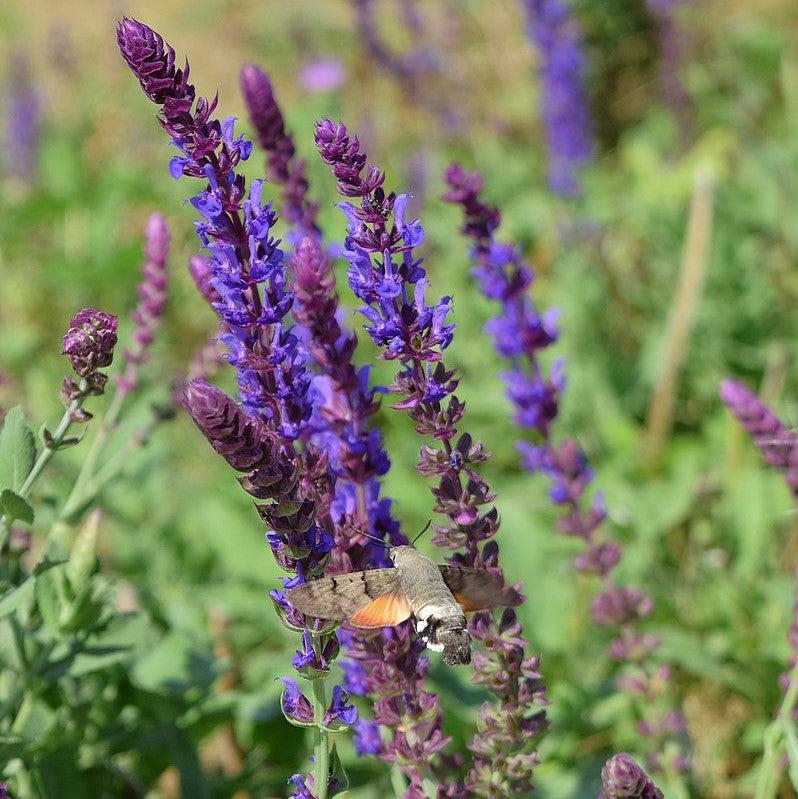 Salvia nemorosa 'Apex Blue' ~ Apex™ Blue Meadow Sage-ServeScape