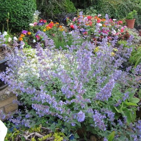 Nepeta 'Six Hills Giant' ~ Six Hills Giant Catmint-ServeScape