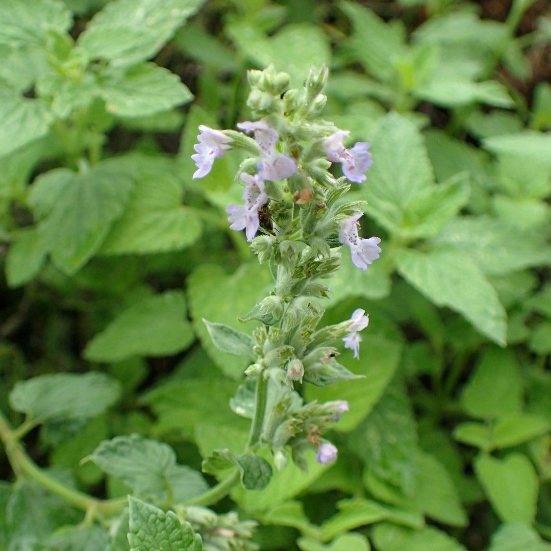 Nepeta racemosa 'Blue Wonder' ~ Blue Wonder Catmint-ServeScape