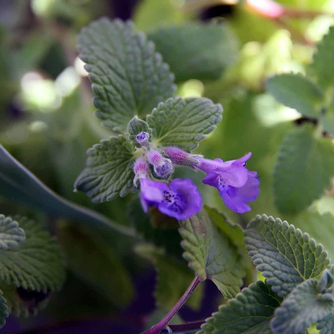 Nepeta racemosa 'Little Titch' ~ Little Titch Catmint-ServeScape