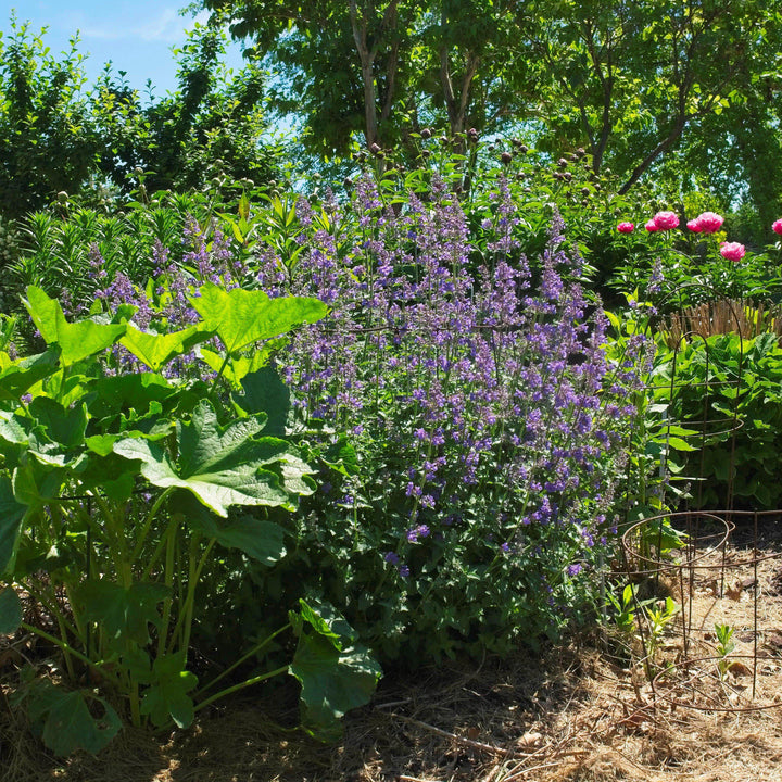 Nepeta racemosa 'Walker's Low' ~ Walker's Low Catmint