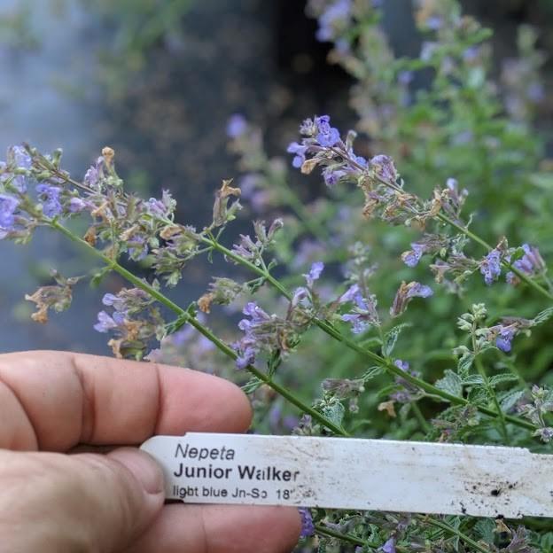 Nepeta x faassenii 'Novanepjun' PP23,074 ~ Junior Walker™ Catmint
