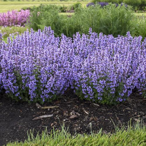 Nepeta x faassenii ‘cat’s pajamas’ ~ Cat's Pajamas Catmint-ServeScape