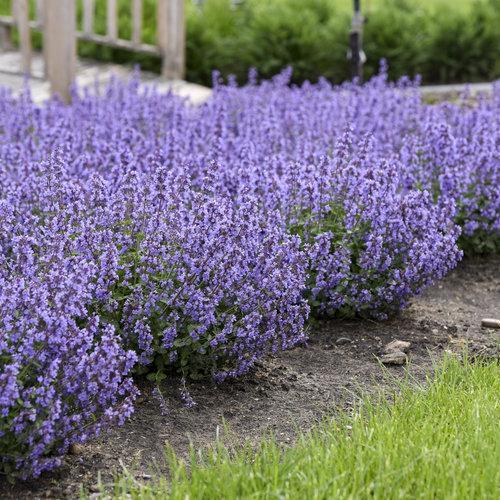 Nepeta x faassenii ‘cat’s pajamas’ ~ Cat's Pajamas Catmint-ServeScape