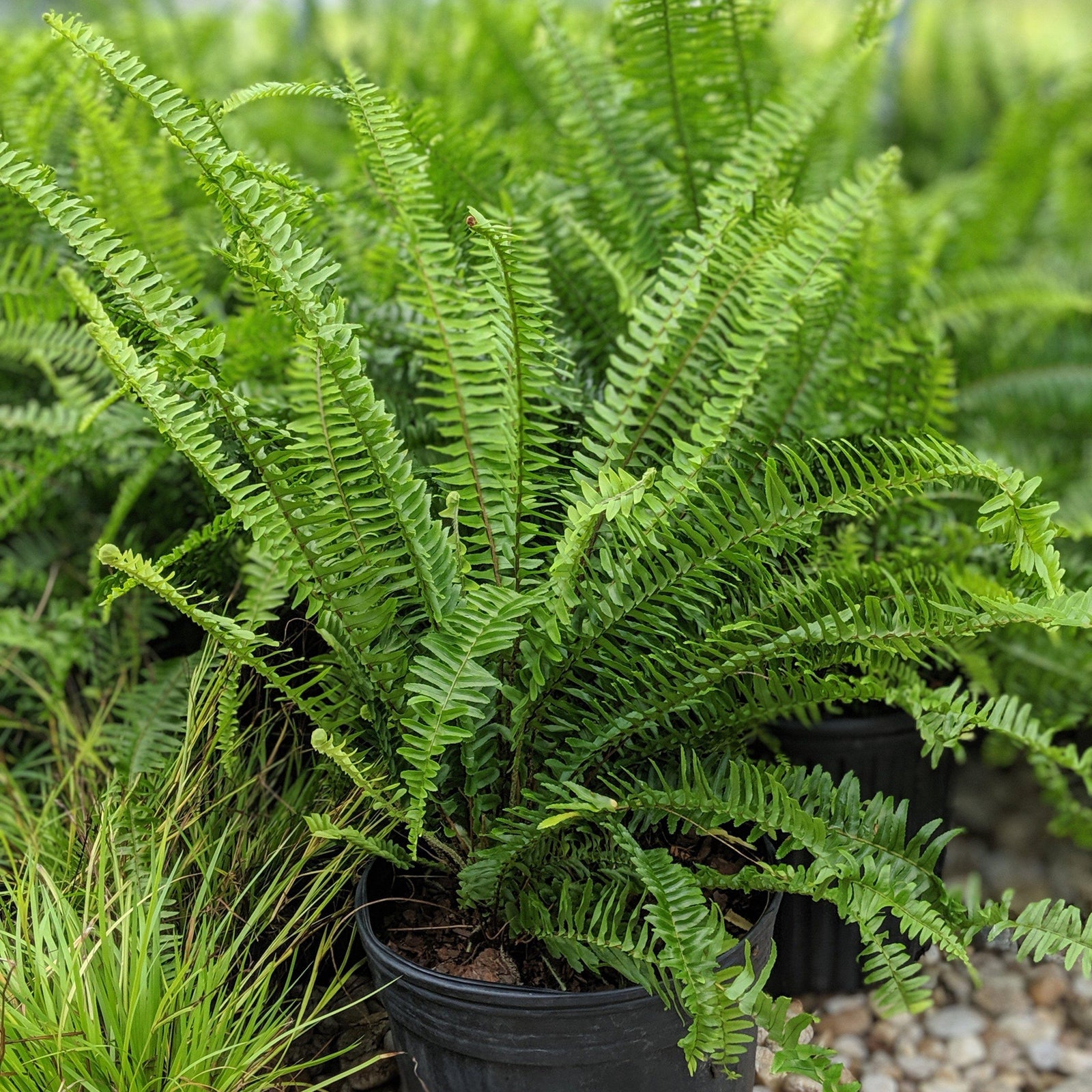 Nephrolepis exaltata ~ Boston Fern, Sword Fern - Delivered By ServeScape