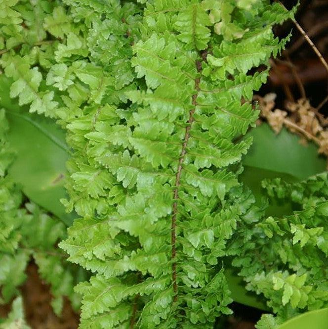 Nephrolepis exaltata 'Fluffy Ruffles ~ Fluffy Ruffles Boston Fern-ServeScape