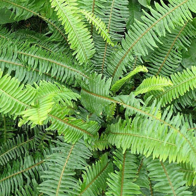 Nephrolepis obliterata 'Kimberly Queen' ~ PW® Kimberly Queen Fern-ServeScape