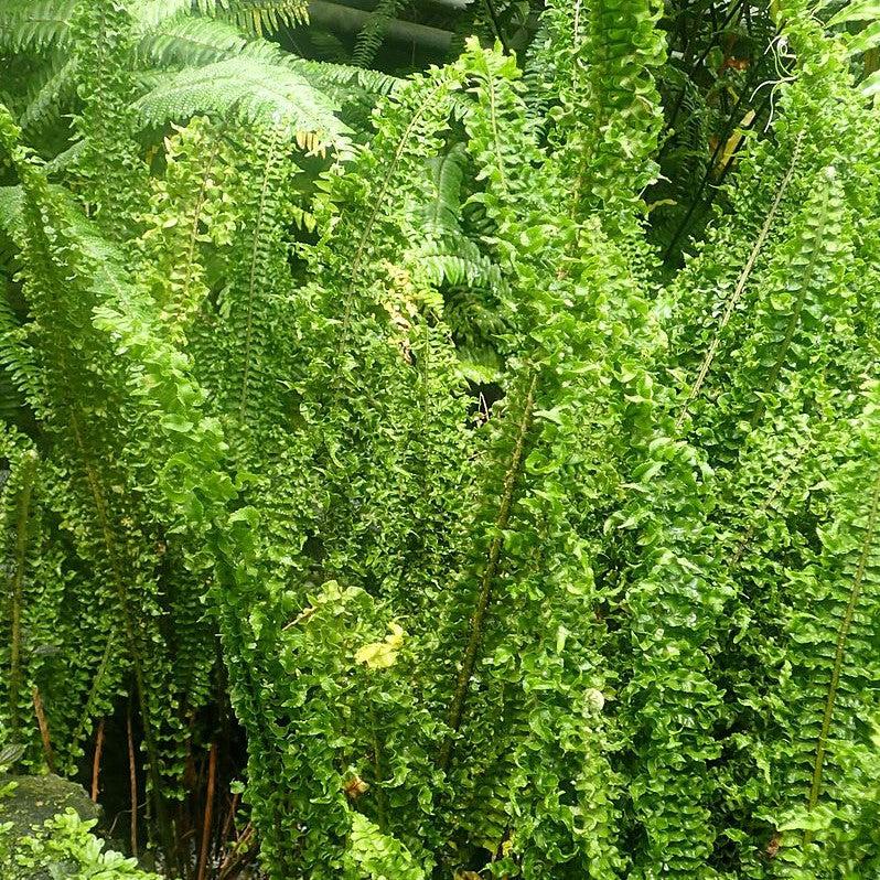 Nephrolepis exaltata 'Fluffy Ruffles ~ Fluffy Ruffles Boston Fern-ServeScape