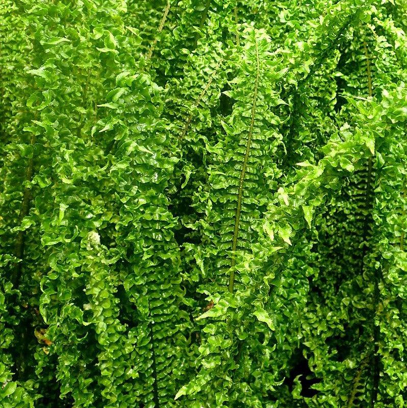 Nephrolepis exaltata 'Fluffy Ruffles ~ Fluffy Ruffles Boston Fern-ServeScape