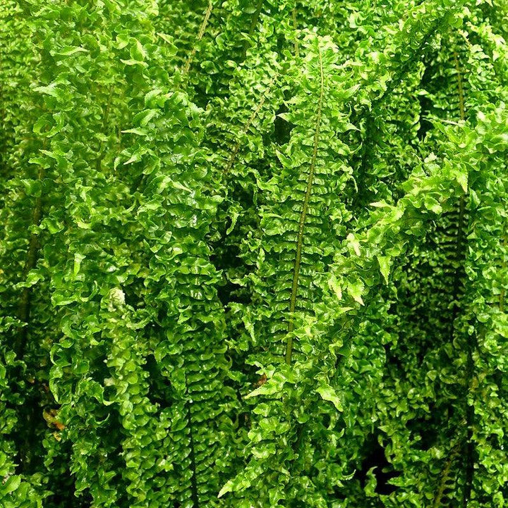 Nephrolepis exaltata 'Fluffy Ruffles ~ Fluffy Ruffles Boston Fern-ServeScape