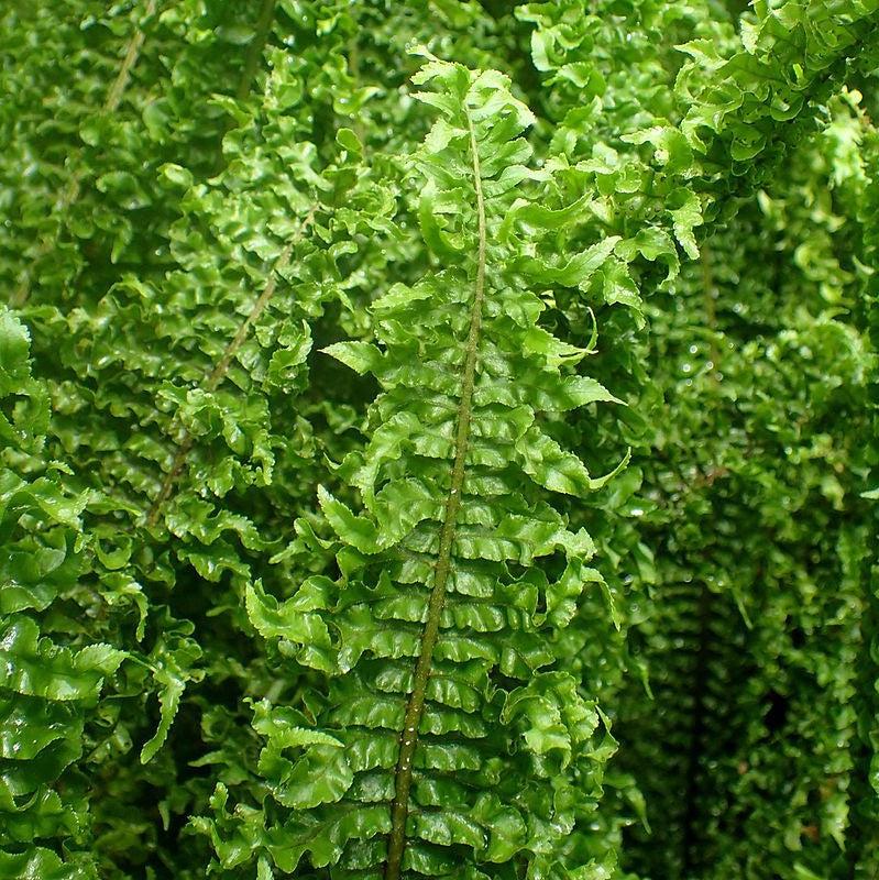 Nephrolepis exaltata 'Fluffy Ruffles ~ Fluffy Ruffles Boston Fern-ServeScape