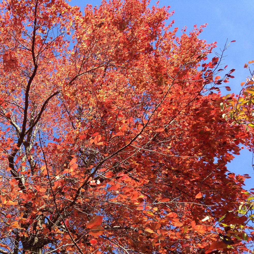 Nyssa sylvatica ~ Black Gum Tree-ServeScape